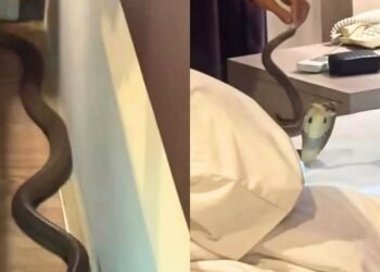 Hóspede entra em pânico após cobra deslizar sobre seu corpo dentro de quarto de hotel na Tailândia