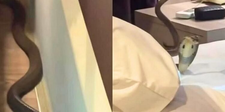 Hóspede entra em pânico após cobra deslizar sobre seu corpo dentro de quarto de hotel na Tailândia