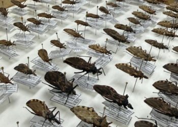 FVS-RCP reforça orientações sobre Doença de Chagas na Amazônia