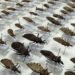 FVS-RCP reforça orientações sobre Doença de Chagas na Amazônia
