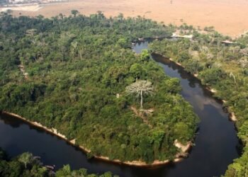 Floresta destruída no AM leva à proibição de uso de fazenda e bloqueio milionário