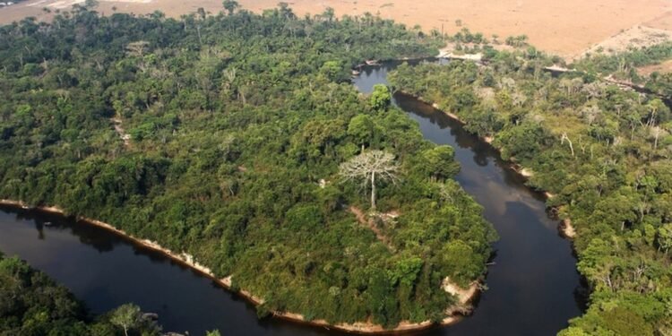 Floresta destruída no AM leva à proibição de uso de fazenda e bloqueio milionário