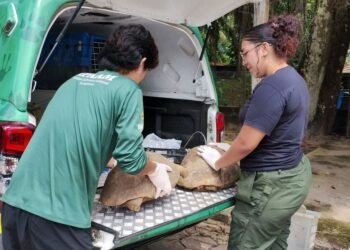 Em três dias, 53 animais silvestres são resgatados de cativeiros ilegais na zona leste de Manaus