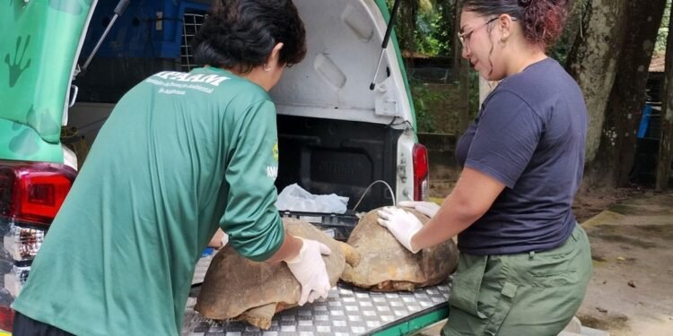 Em três dias, 53 animais silvestres são resgatados de cativeiros ilegais na zona leste de Manaus