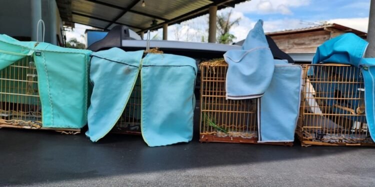 Apreensões revelam que criação ilegal de pássaros ainda é comum no Amazonas