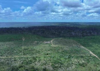 Desmatamento ilegal leva a R$ 5,4 milhões em multas a produtores no Amazonas