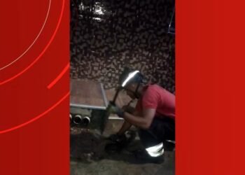 Sucuri de quase dois metros é resgatada em frente a casa na Zona Centro-Oeste de Manaus