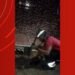 Sucuri de quase dois metros é resgatada em frente a casa na Zona Centro-Oeste de Manaus