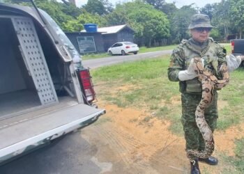 Jiboia é resgatada em jardim de escola na Zona Norte de Manaus