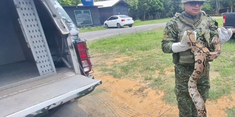 Jiboia é resgatada em jardim de escola na Zona Norte de Manaus