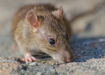 ‘Vírus do rato’ acende alerta global, mas especialistas descartam risco de nova pandemia