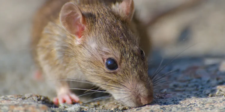 ‘Vírus do rato’ acende alerta global, mas especialistas descartam risco de nova pandemia