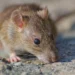 ‘Vírus do rato’ acende alerta global, mas especialistas descartam risco de nova pandemia