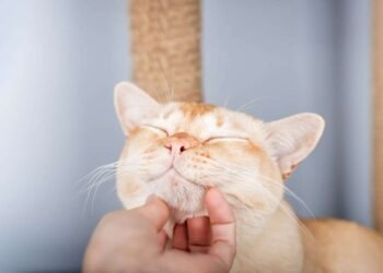 7 dicas para conquistar a confiança do seu gato 