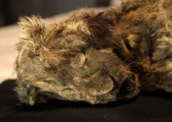 Entenda como leão-das-cavernas da era do gelo se tornou único na história