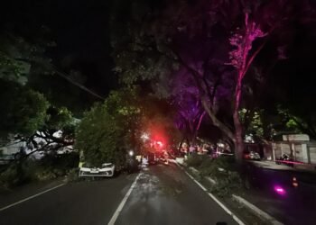 Árvore cai sobre carro e provoca congestionamento na Avenida Getúlio Vargas, em Manaus