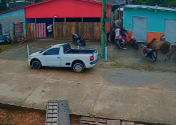 Boi solto provoca correria e derruba motocicleta no interior do AM