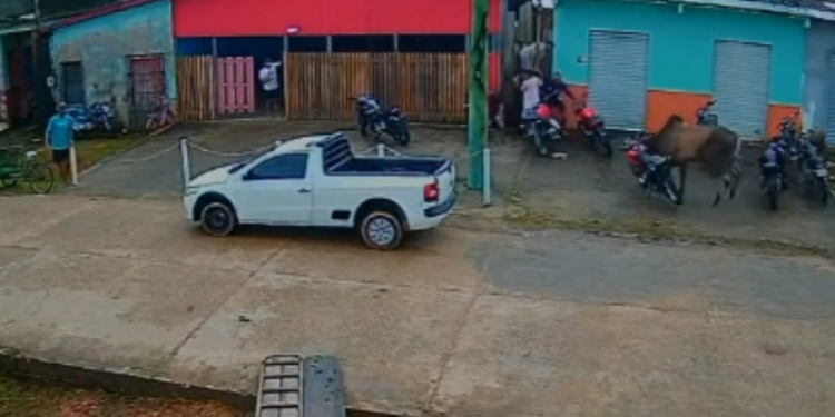 Boi solto provoca correria e derruba motocicleta no interior do AM