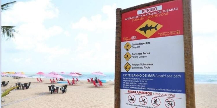 Por que o Grande Recife registra tantos incidentes com tubarões? Entenda os fatores