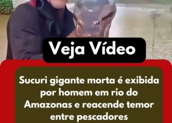 Sucuri gigante morta por pescadores chama atenção e reacende debate sobre medo e preservação da espécie