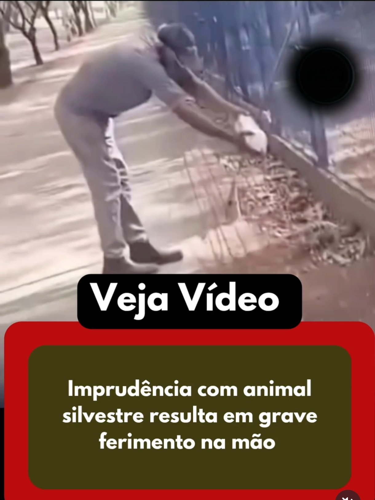 Imprudência com animal silvestre resulta em grave ferimento na mão