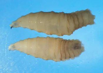 Mosca que devora tecido vivo é encontrada em gado nos EUA