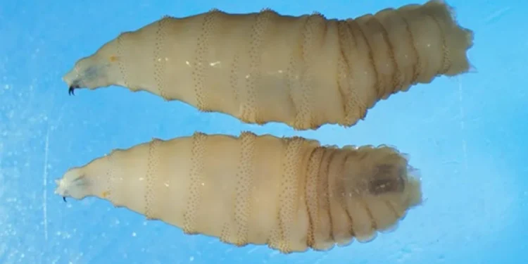 Mosca que devora tecido vivo é encontrada em gado nos EUA