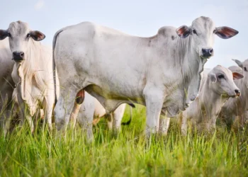 China reconhece o Brasil como país livre da febre aftosa