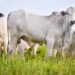 China reconhece o Brasil como país livre da febre aftosa