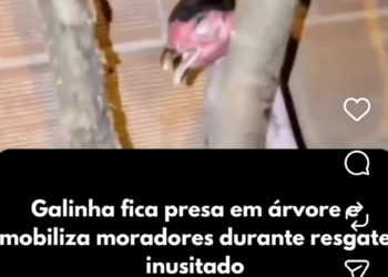 Galinha fica presa em árvore e mobiliza moradores durante resgate inusitado