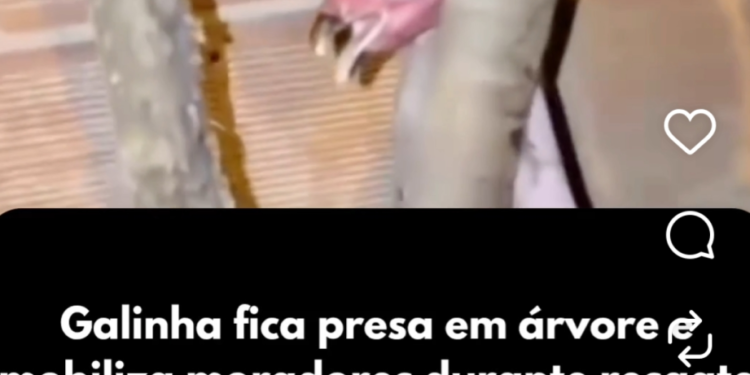 Galinha fica presa em árvore e mobiliza moradores durante resgate inusitado