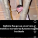Galinha fica presa em árvore e mobiliza moradores durante resgate inusitado