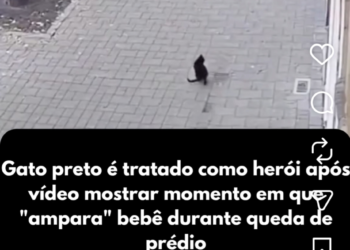 Gato preto é tratado como herói após vídeo de bebê em queda viralizar nas redes sociais
