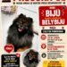 🐾 Ajude a encontrar a Bijú!