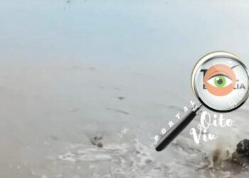 Grupo de crianças se divertia na água quando percebeu a presença do animal, deixando o momento de lazer marcado por tensão e correria.
