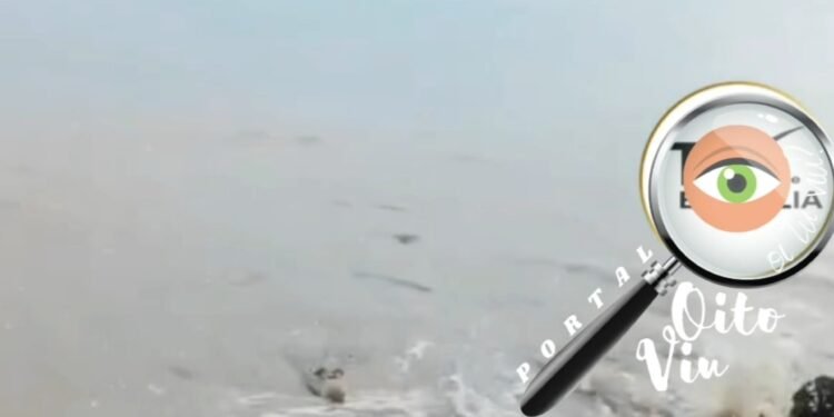 Grupo de crianças se divertia na água quando percebeu a presença do animal, deixando o momento de lazer marcado por tensão e correria.
