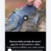Homem deita ao lado de sucuri gigante na Amazônia e vídeo impressiona milhões nas redes sociais
