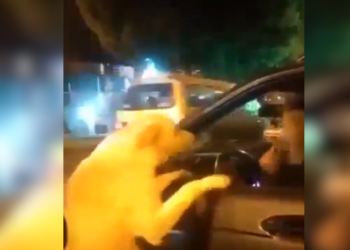 Labrador corre desesperado atrás de carro e cena emocionante gera revolta nas redes sociais