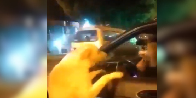 Labrador corre desesperado atrás de carro e cena emocionante gera revolta nas redes sociais