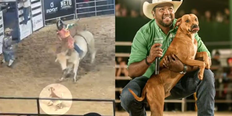 Vira-lata rouba a cena em rodeio, desafia touro na arena e ganha novo lar em Goiás