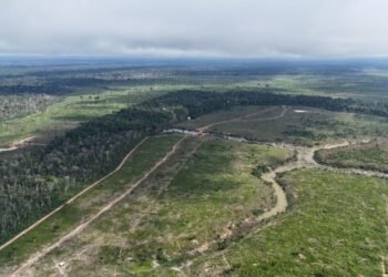 Desmatamento cai 38% no Amazonas, mas estado segue como o 3º que mais derruba floresta, aponta Imazon