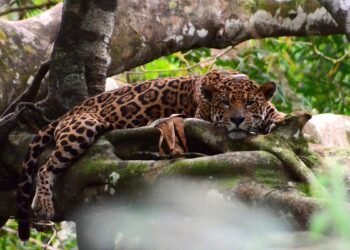 Alta densidade de onças nas florestas inundáveis da Amazônia pode mascarar mudanças na população