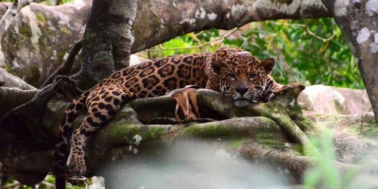 Alta densidade de onças nas florestas inundáveis da Amazônia pode mascarar mudanças na população