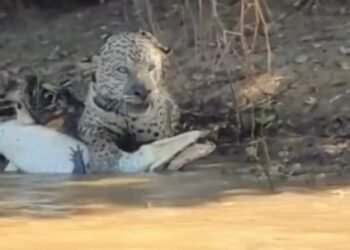 Após sobreviver a incêndios no Pantanal, ‘Ousado’ é visto dando bote