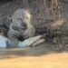 Após sobreviver a incêndios no Pantanal, ‘Ousado’ é visto dando bote