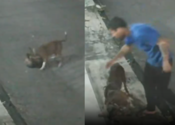 Pitbull mata gato em Manaus enquanto tutor assiste ao ataque e revolta moradores; vídeo