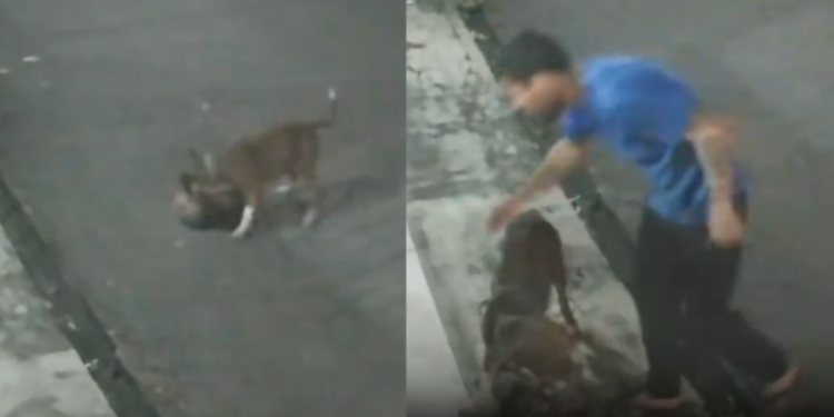 Pitbull mata gato em Manaus enquanto tutor assiste ao ataque e revolta moradores; vídeo