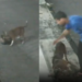 Pitbull mata gato em Manaus enquanto tutor assiste ao ataque e revolta moradores; vídeo