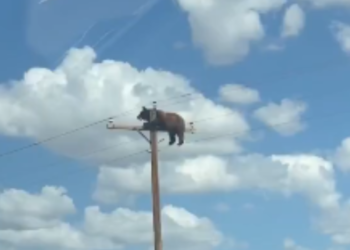 Vídeo mostra urso no topo de poste de luz antes de morrer eletrocutado