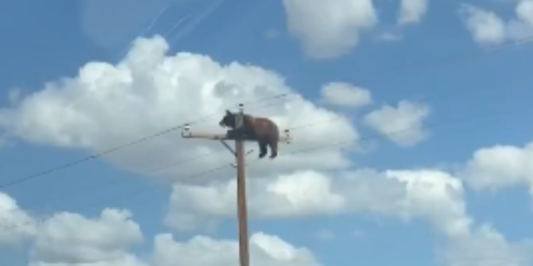 Vídeo mostra urso no topo de poste de luz antes de morrer eletrocutado
